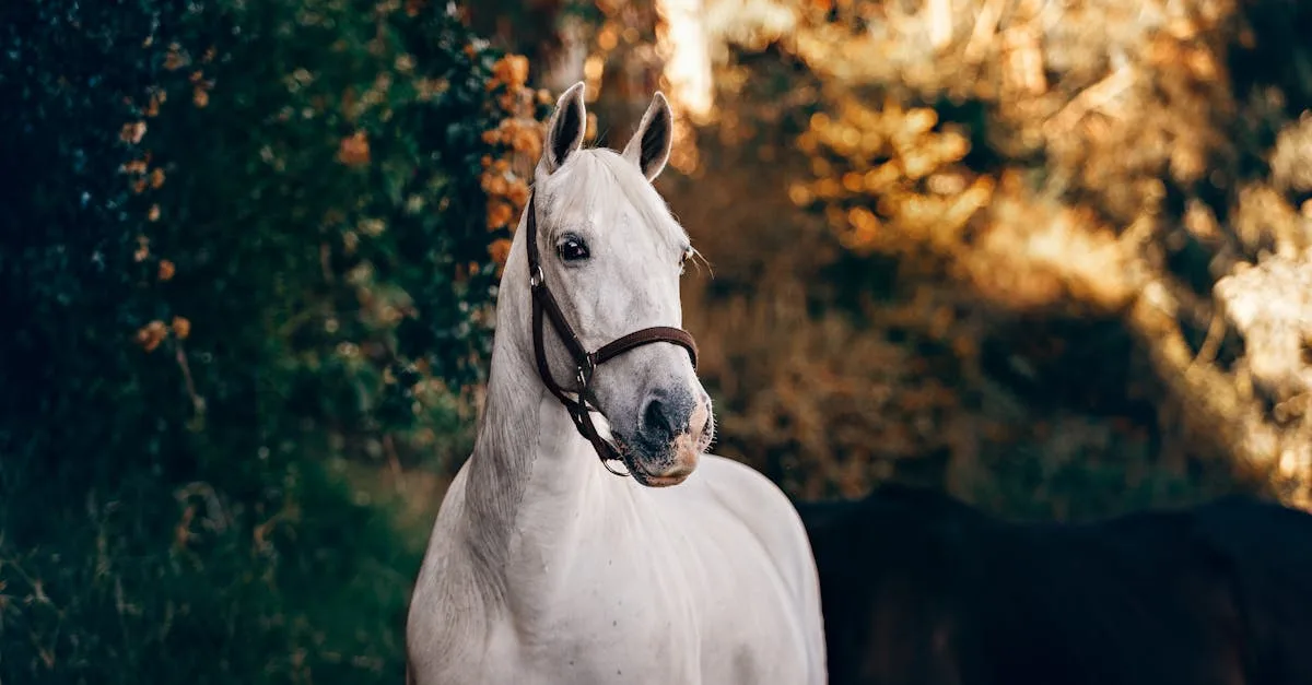 découvrez tout sur le cheval : caractéristiques, races, comportement, alimentation et conseils pour l'élevage et le soin des chevaux. informations pratiques et passion pour le monde équin.