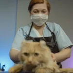 découvrez notre recette de masque capillaire maison spécialement conçu pour les cheveux raides et abîmés, afin de les nourrir en profondeur et de restaurer leur éclat naturel.