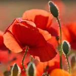 découvrez la beauté des coquelicots, symboles de mémoire et de tranquillité, dans notre collection inspirante de photographies et d'art floral.