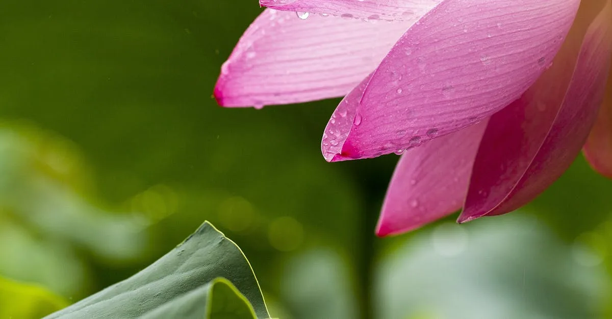 découvrez la signification de 'rainbow kiss' et explorez ce que ce terme évoque dans différents contextes.