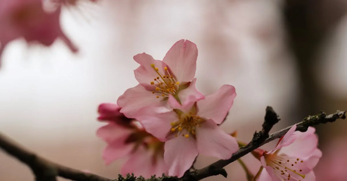 découvrez la signification du tatouage fleur de cerisier, symbole de beauté éphémère, de renouveau et de fragilité dans la culture japonaise et au-delà.