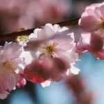 découvrez la signification du tatouage de fleur de cerisier, symbole de beauté éphémère, de renouveau et de pureté dans les cultures japonaises et au-delà.