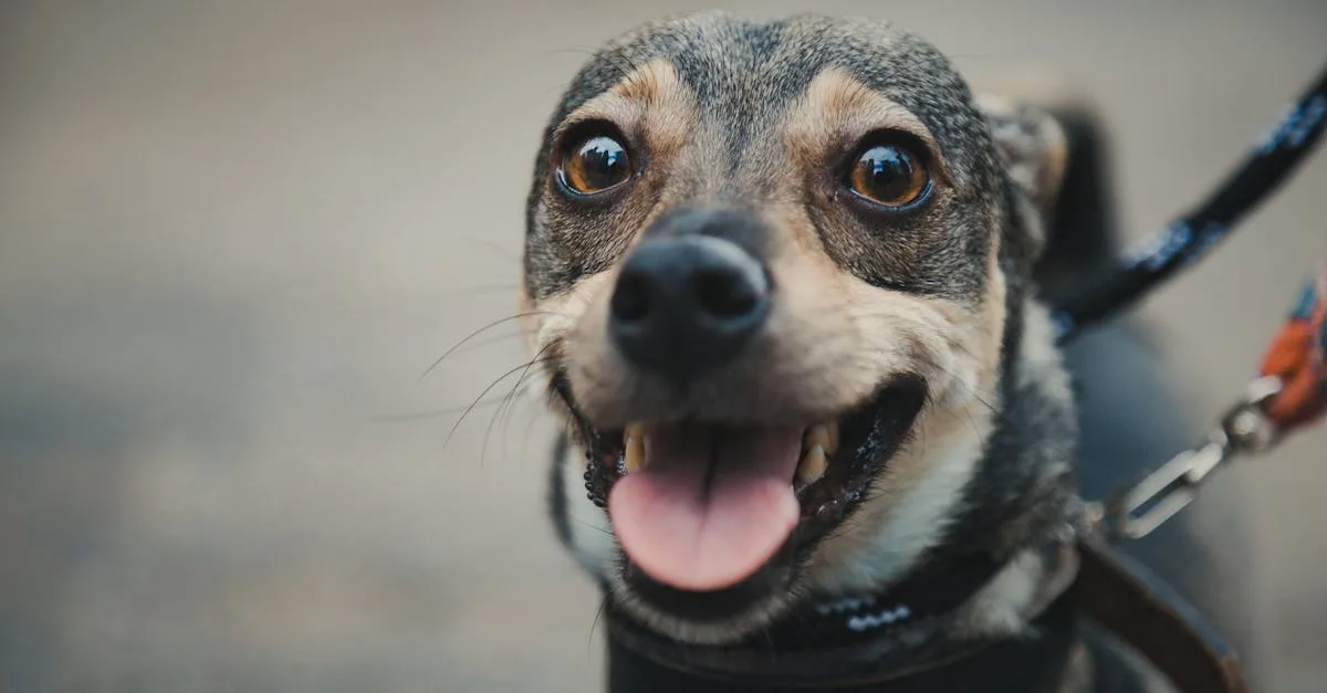 testez vos connaissances sur les chiens avec notre quiz amusant et éducatif. découvrez quel type de chien vous correspond et apprenez des faits intéressants sur nos amis à quatre pattes !