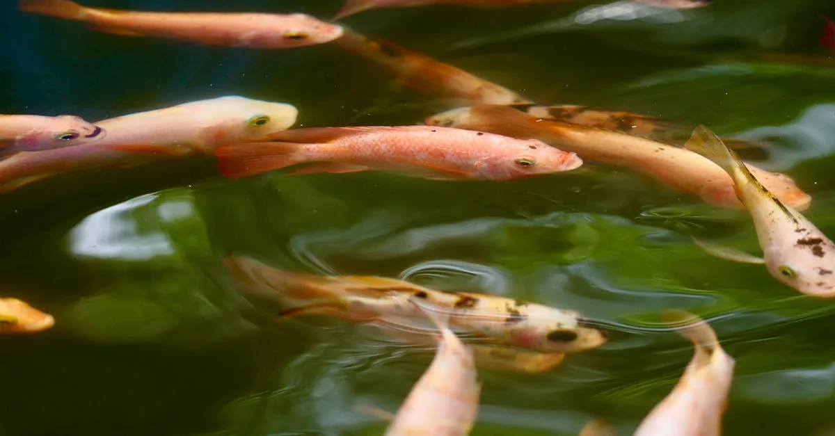 découvrez l'aquaponie, un système innovant combinant l'aquaculture et l'hydroponie pour cultiver des plantes de manière écologique et durable.