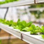découvrez l'aquaponie, une méthode écologique combinant aquaculture et hydroponie pour cultiver plantes et poissons de manière durable et naturelle.