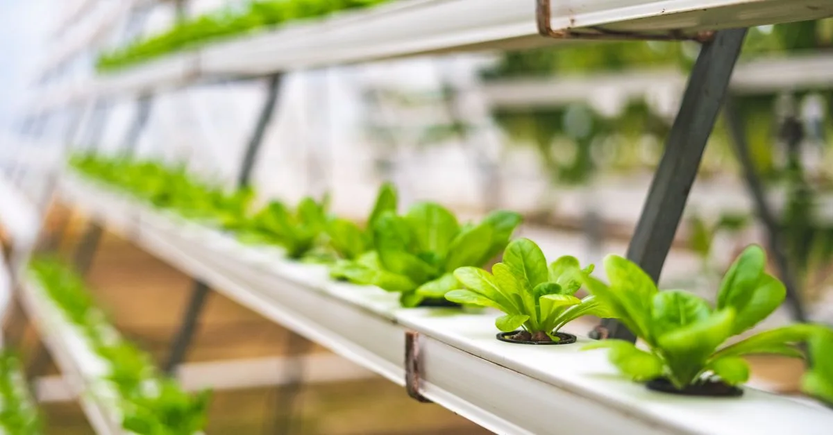 découvrez l'aquaponie, une méthode écologique combinant aquaculture et hydroponie pour cultiver plantes et poissons de manière durable et naturelle.