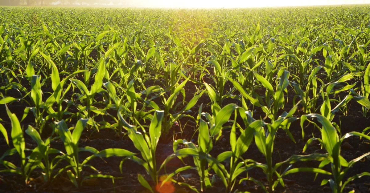 découvrez l'agriculture écologique, une méthode respectueuse de l'environnement qui privilégie la biodiversité, la santé des sols et la production durable pour un avenir plus vert.