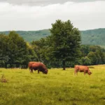 découvrez les pratiques d'agriculture écologique pour préserver l'environnement, favoriser la biodiversité et cultiver de manière durable et responsable.