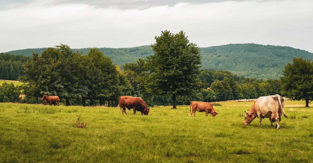 découvrez les pratiques d'agriculture écologique pour préserver l'environnement, favoriser la biodiversité et cultiver de manière durable et responsable.