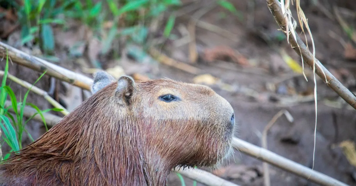 découvrez le capybara, le plus grand rongeur du monde, connu pour sa nature sociable et son habitat en amérique du sud.