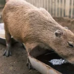 découvrez tout sur le capybara, le plus grand rongeur du monde, ses habitudes, son habitat, et ses caractéristiques uniques.