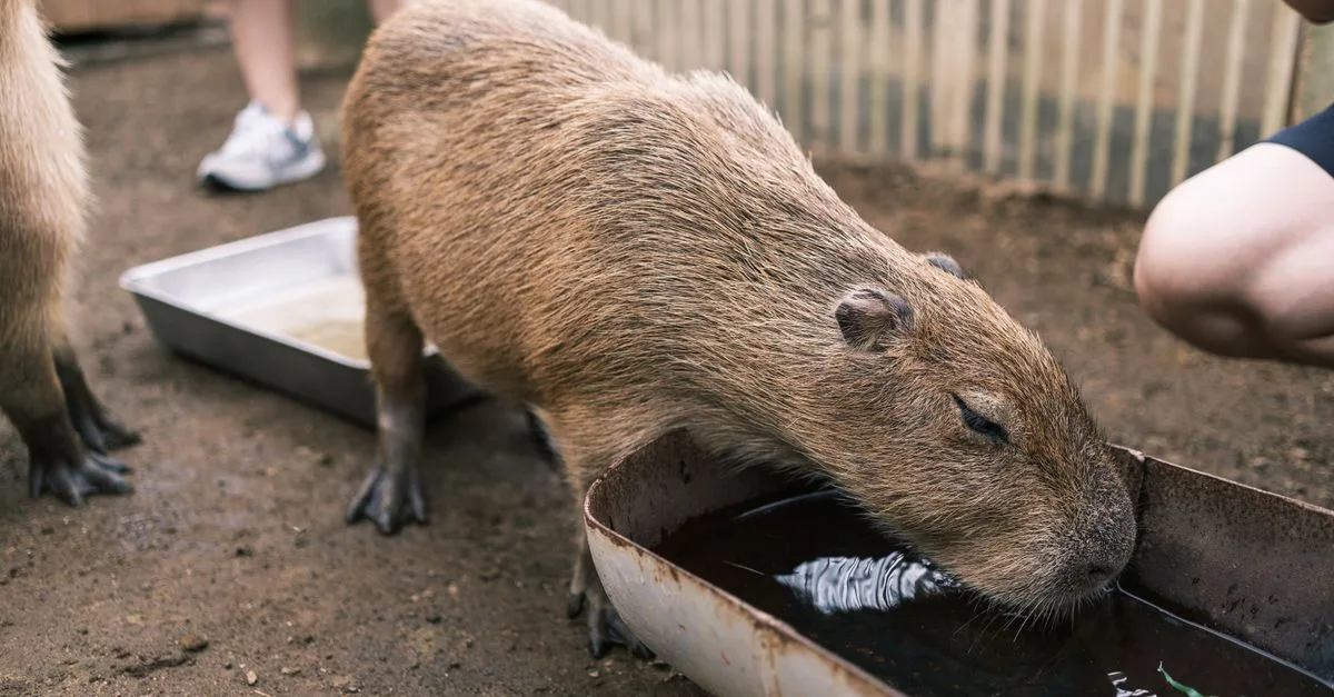 découvrez tout sur le capybara, le plus grand rongeur du monde, ses habitudes, son habitat, et ses caractéristiques uniques.