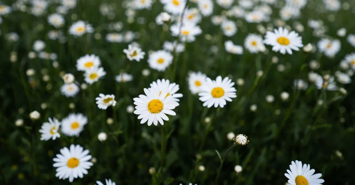 conseils et astuces pour le jardinage : cultivez vos fleurs, légumes et plantes avec succès toute l'année.