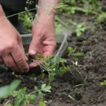découvrez des conseils pratiques et astuces pour le jardinage afin de créer et entretenir un jardin magnifique toute l'année.