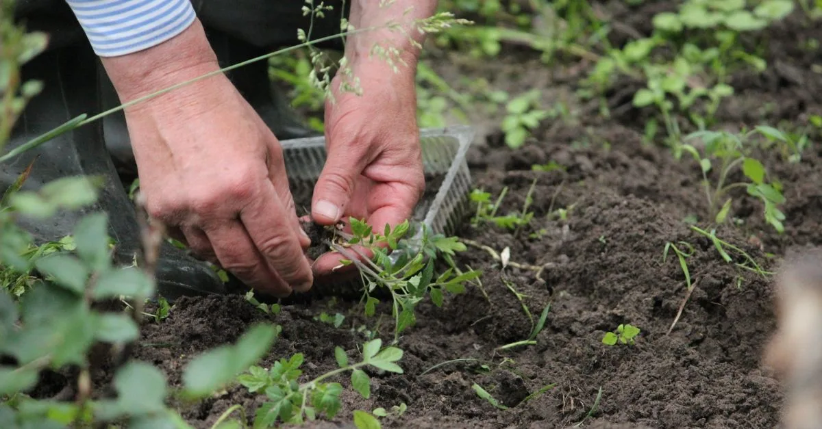 découvrez des conseils pratiques et astuces pour le jardinage afin de créer et entretenir un jardin magnifique toute l'année.