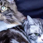 découvrez des conseils pratiques pour une cohabitation harmonieuse entre chats, favorisant leur bien-être et une ambiance paisible à la maison.