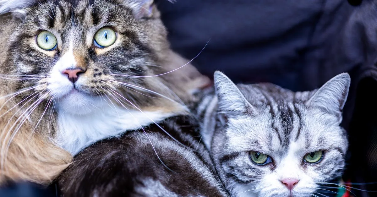découvrez des conseils pratiques pour une cohabitation harmonieuse entre chats, favorisant leur bien-être et une ambiance paisible à la maison.
