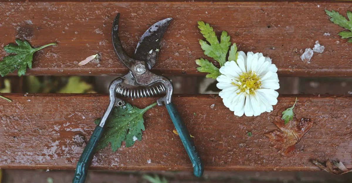 découvrez les meilleures techniques d'élagage pour entretenir vos arbres et arbustes, favoriser leur croissance et améliorer la santé de votre jardin.