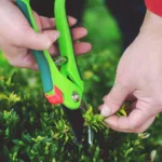 découvrez les meilleures techniques de taille pour vos plantes et arbres afin de favoriser une croissance saine et embellir votre jardin.