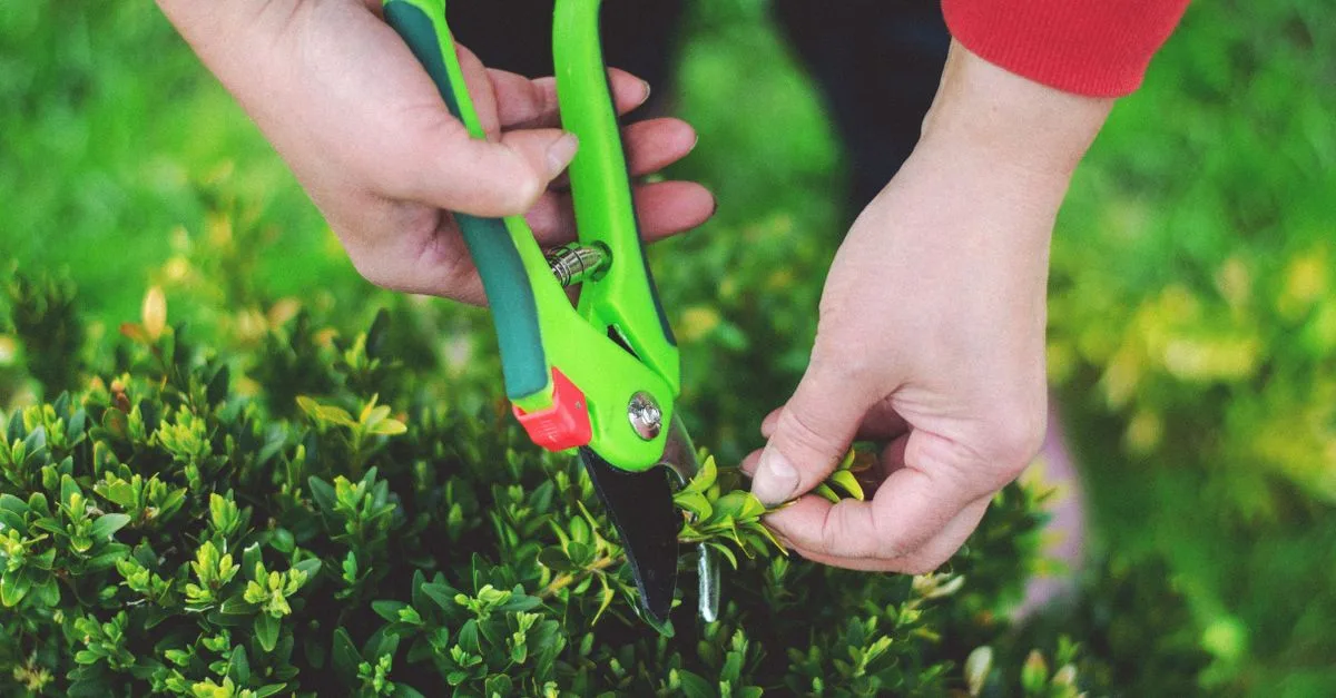découvrez les meilleures techniques de taille pour vos plantes et arbres afin de favoriser une croissance saine et embellir votre jardin.